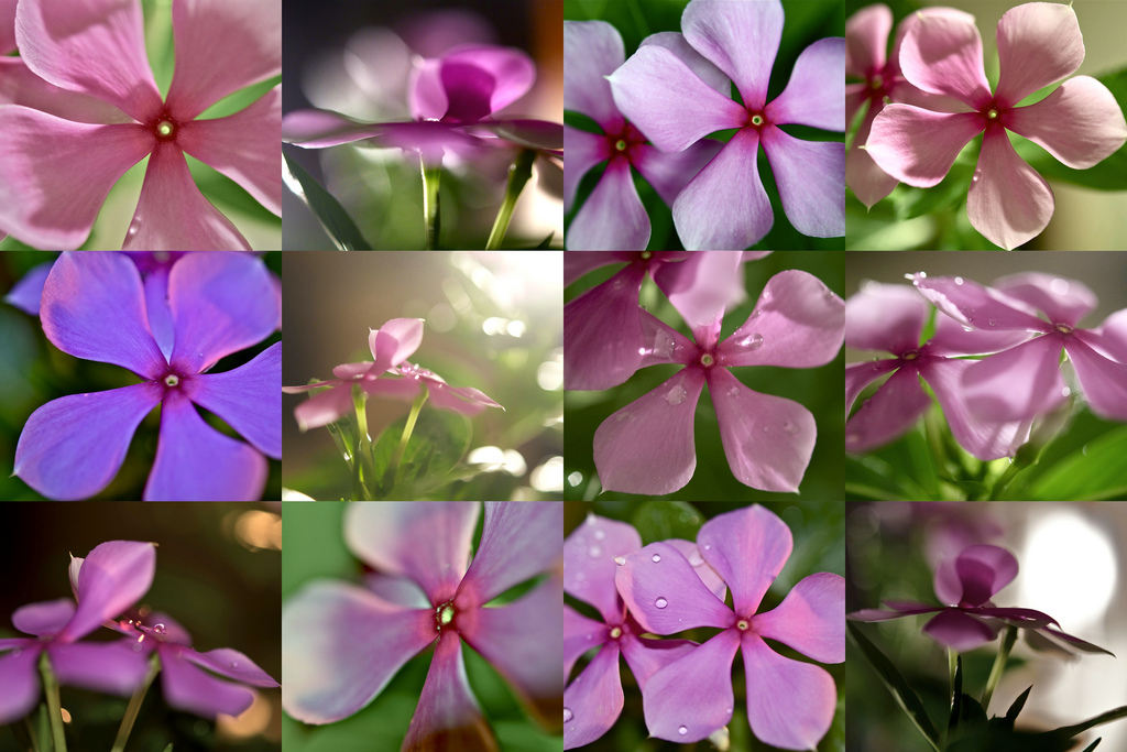 Vinca Rosea